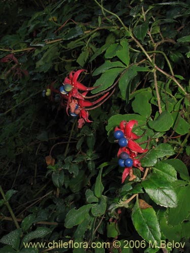 Bild von Tropaeolum speciosum (Coralito / Quintralito / Voqui). Klicken Sie, um den Ausschnitt zu vergrössern.